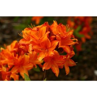 Azalka veľkokvetá (Azalea Mollis) ´GOLDFLAMME´ - výška 40-60 cm, kont. C3L