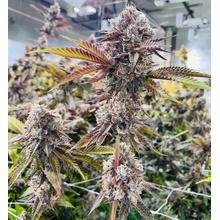 Paradise Seeds x Compound Genetics Marshmelow OG, semena neobsahují THC 10 ks