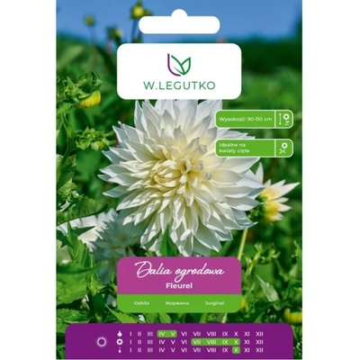 W. Legutko Бяла далия Fleurel, 1 брой
