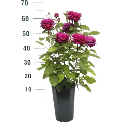 Ruža záhonová FloraSelf Rosa 'Heidi Klum' V 30-40 cm kvetináč 5 l
