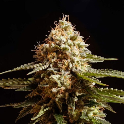 Kannabia Seeds La Blanca semienka neobsahujú THC 10 ks