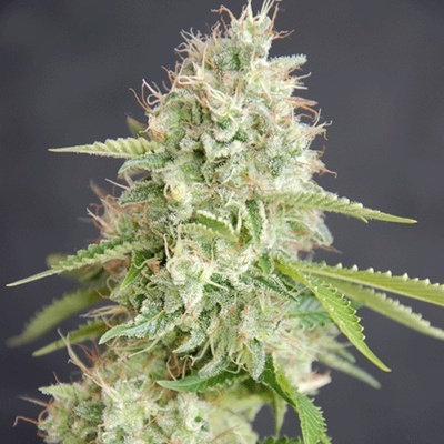 Cream Of The Crop Double Cream semena neobsahují THC 3 ks