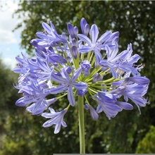 Kalokvět modrý - Agapanthus praecox - semena - 8 ks