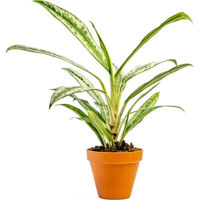 Gardners Aglaonema Matcha Lemon, průměr 12 cm Aglaonema, Spící panna