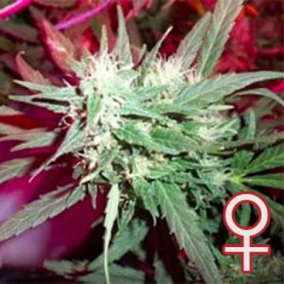 KC Brains Seeds K.C. 39 semena neobsahují THC 5 ks