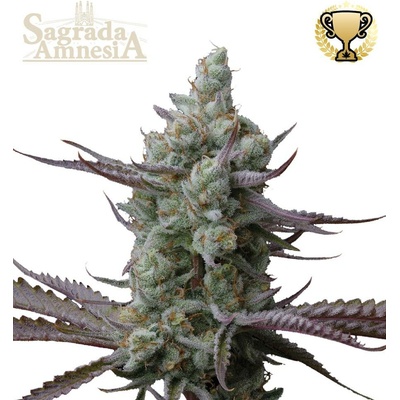 Seedstockers Sagrada Amnesia semena neobsahují THC 1 ks