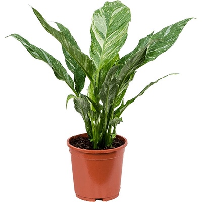Spathiphyllum Diamond variegat, bez kvetov 14x45 cm