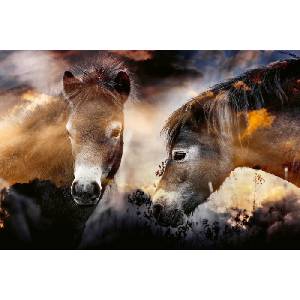 DIMEX ART Флизелинов фототапет диви коне 375 x 250 см