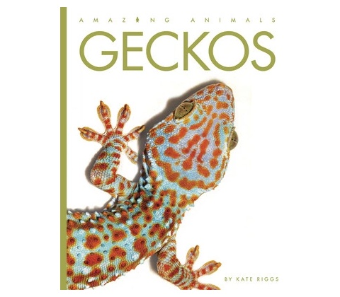 Geckos Riggs Kate