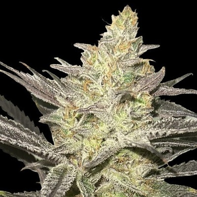 Advanced Seeds Rainbow Sherbet #11 semienka neobsahujú THC 1 ks