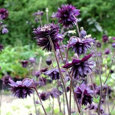 Aquilegia vulg. 'Barlow Black' Velikost hrnku: 10,5cm