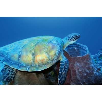 DIMEX ART Флизелинов фототапет морска костенурка 375 x 250 см