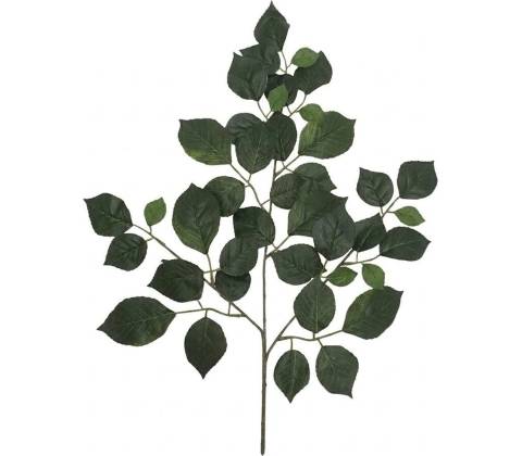 LIST FICUS ZELENÝ 55cm
