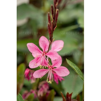 Gaura lindheimerova Flamingo Pink