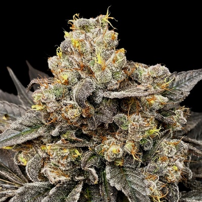 00 Seeds Bank Biscotti Zkittlez semena neobsahují THC 5 ks