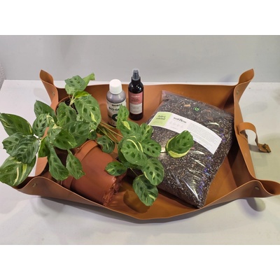 PlantBros flower Maranta Kerchoveana Variegata „Fiesta“ Care Kit