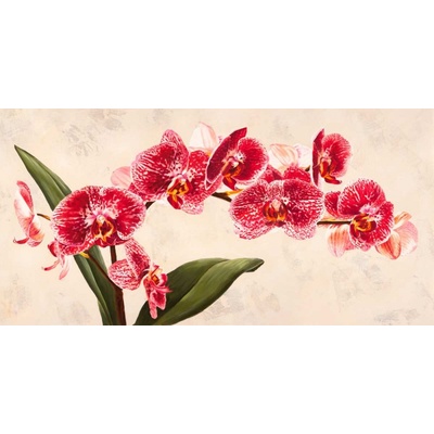 Orchidej 13 plátno 1 120x60