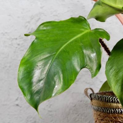 Philodendron Squamiferum
