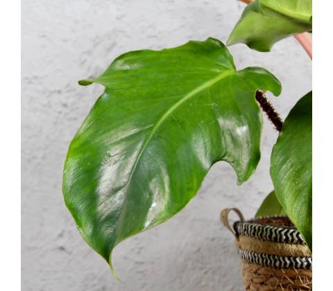 Philodendron Squamiferum