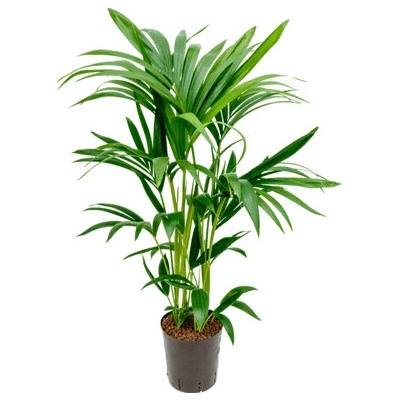 Kentia (Howea) forsteriana 18/19 cm, výška 80 cm
