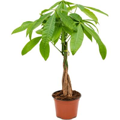 Pachira aquatica Stem braided 12x45 cm
