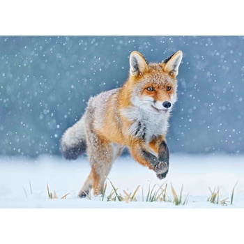 Pohlednice 3D - Running Fox