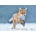 Pohlednice 3D - Running Fox