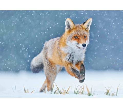 Pohlednice 3D - Running Fox