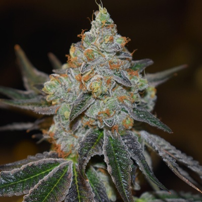 Vision Seeds Mimosa Auto semienka neobsahujú THC 3 ks