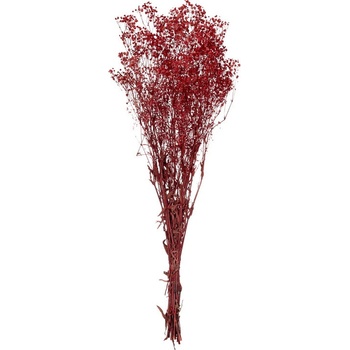 Gypsophila
