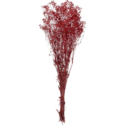Gypsophila