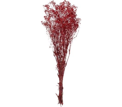 Gypsophila