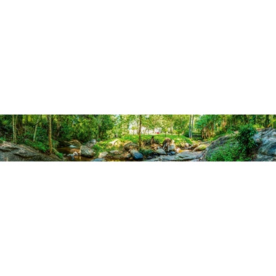 Dimex KI350-134 Fototapeta za linku Botanic Garden rozměry 350 x 60 cm