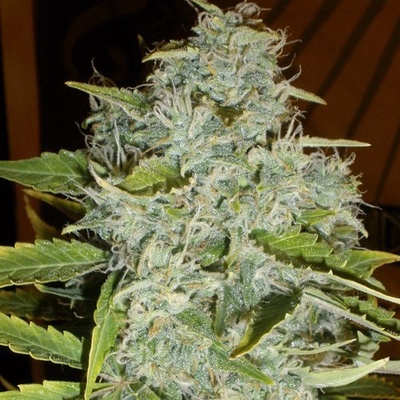 Cream Of The Crop Psychofruit AUTO semena neobsahují THC 3 ks