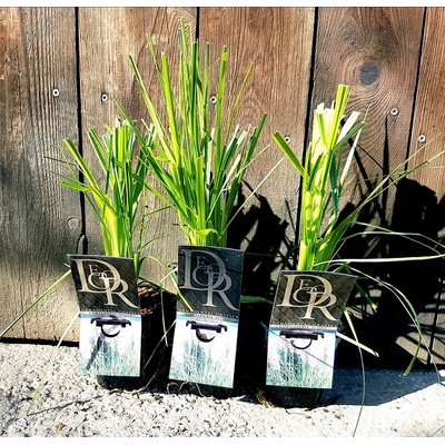 Kortadéria pampová Cortaderia selloana ´Rosea´