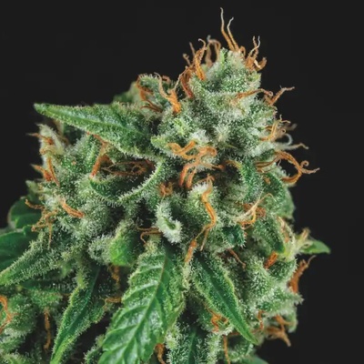 Pyramid Seeds Tutankhamon x Gorila Glue semienka neobsahujú THC 5 ks