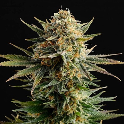 Kannabia Seeds Gypsy Kush semienka neobsahujú THC 10 ks
