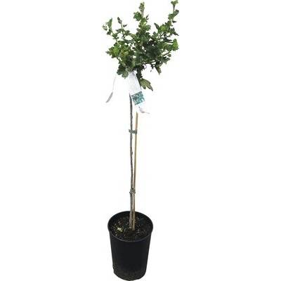 Egreš červený kmeň 60 cm v kvetináči