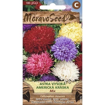 Astra vysoká AMERICKÁ KRÁSKA zmes MoravoSeed