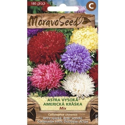 Astra vysoká AMERICKÁ KRÁSKA zmes MoravoSeed