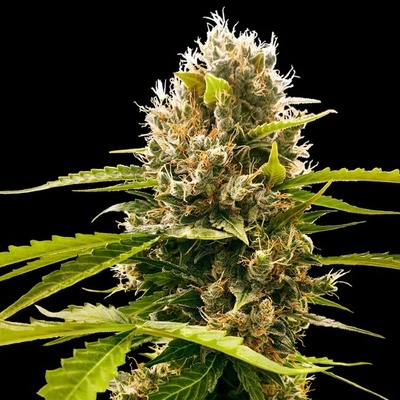 Sensi Seeds Research Mandarin Punch semienka neobsahujú THC 1 ks