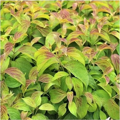 Cornus stolonifera KELSEYI 30-40 VKR2L
