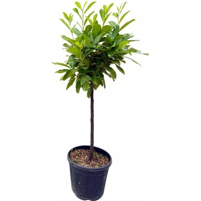 Vavrínovec lekársky Novita na kmienku, výška 75-90 cm, kvetináč 9 l