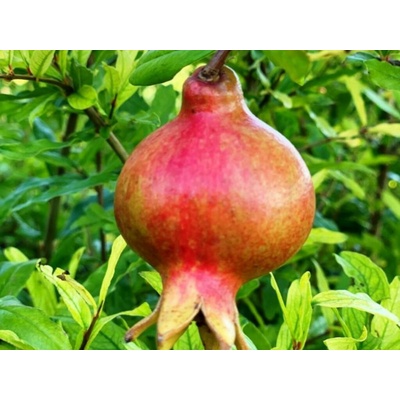 Granátové jablko Wonderful, výška 60-100 cm, kvetináč 2 l