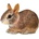 Safari Ltd Safari® Бебе на флоридски заек (S262129)