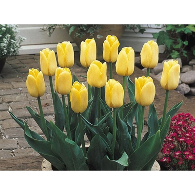 Tulipán Triumph Yellow 5 ks v balení