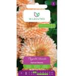 W. Legutko Лечебна невенка Apricot Beauty с цвят на кайсия