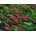 Horčiak Dark Red