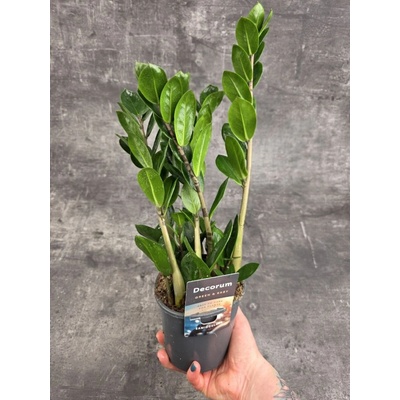 Zamioculcas Lima