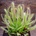 Rosička kapská Compact Rosette / Drosera capensis